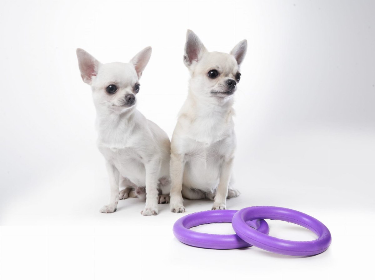 PULLER Mikro - dla psów miniaturowych ras