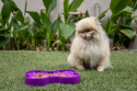 Miska spowalniająca jedzenie dla psa SLODOG SMALL różowa