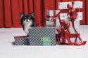RAW for PAW Merry Woofmas Box - świąteczny box dla psa z liofilizowanymi przysmakami