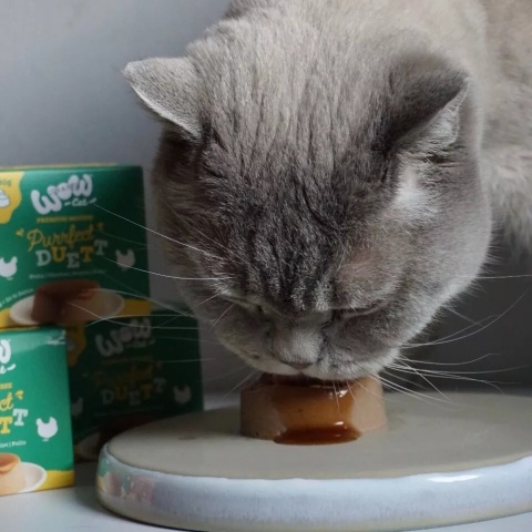 WOW CAT Purrfect Duett Huhn - mus z kurczaka z sosem (2x80g)