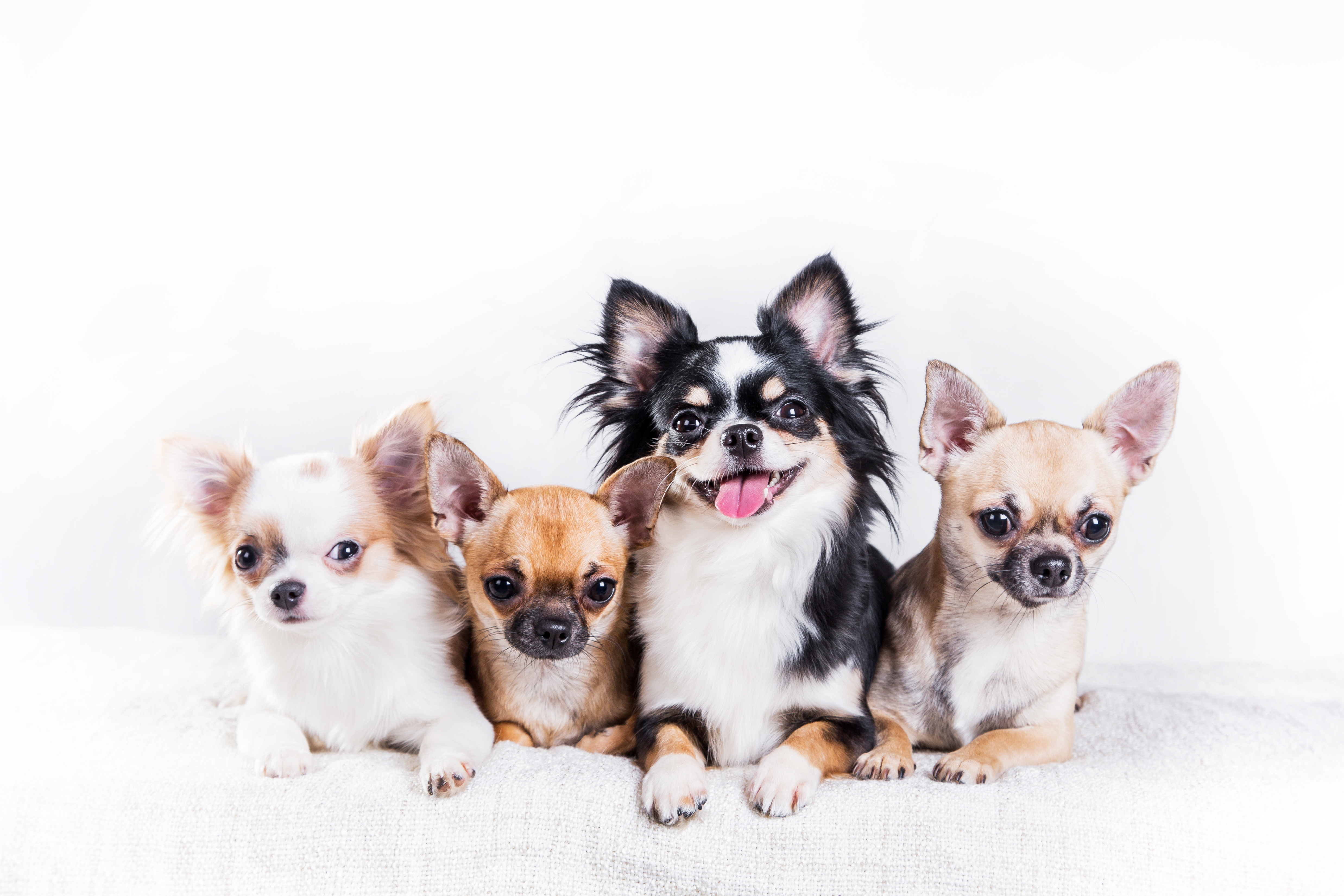 Chihuahua - mały pies o wielkim sercu