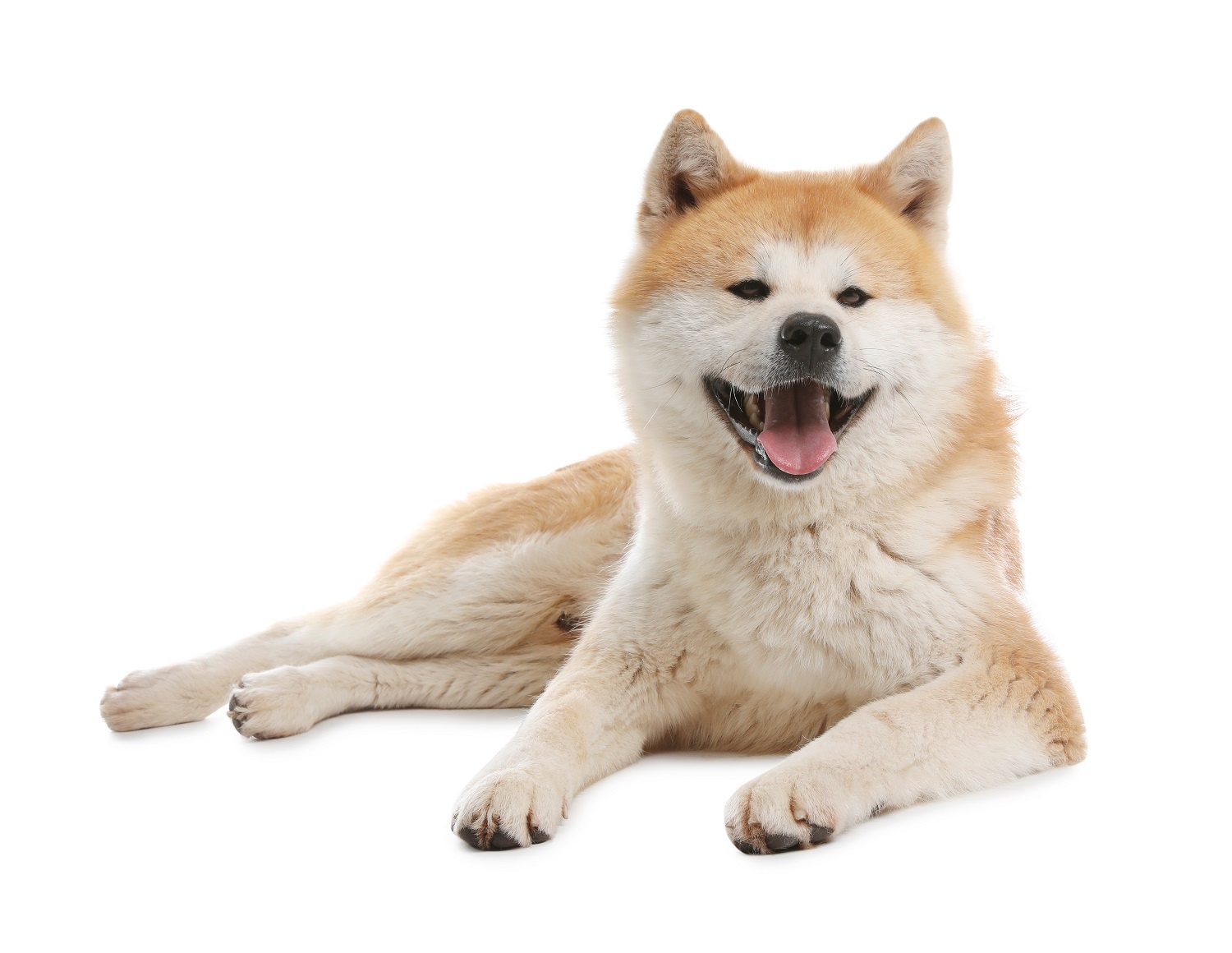 Akita inu: Japońska duma w psim opakowaniu