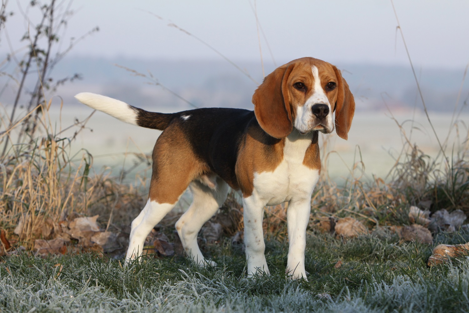 Beagle- czujny nos w rodzinie. Poznaj wyjątkową rasę psów