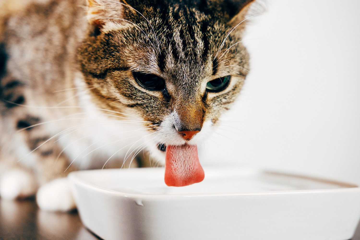 Kot nie che pić wody? Porady i wskazówki