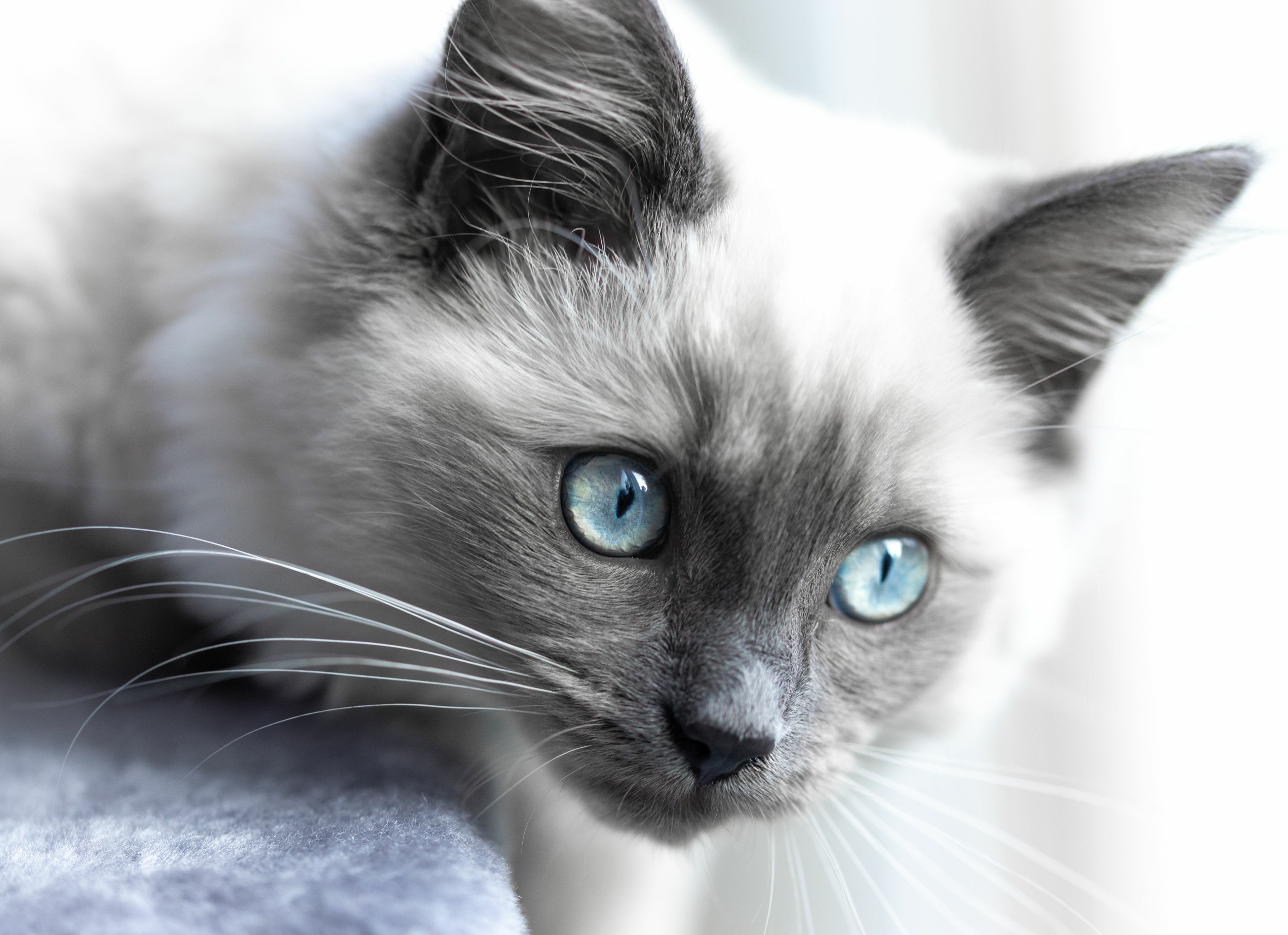 Kot ragdoll - poznaj wyjątkowego kota o cudownym charakterze
