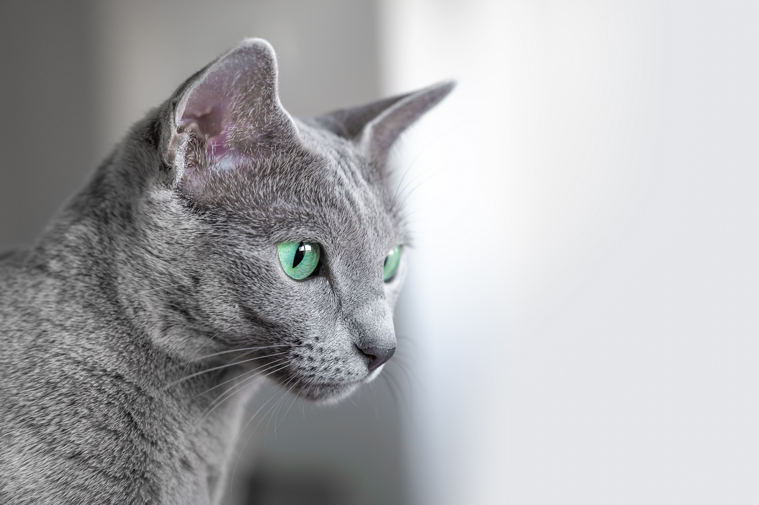 Kot rosyjski niebieski: idealny kot dla miłośników spokoju.