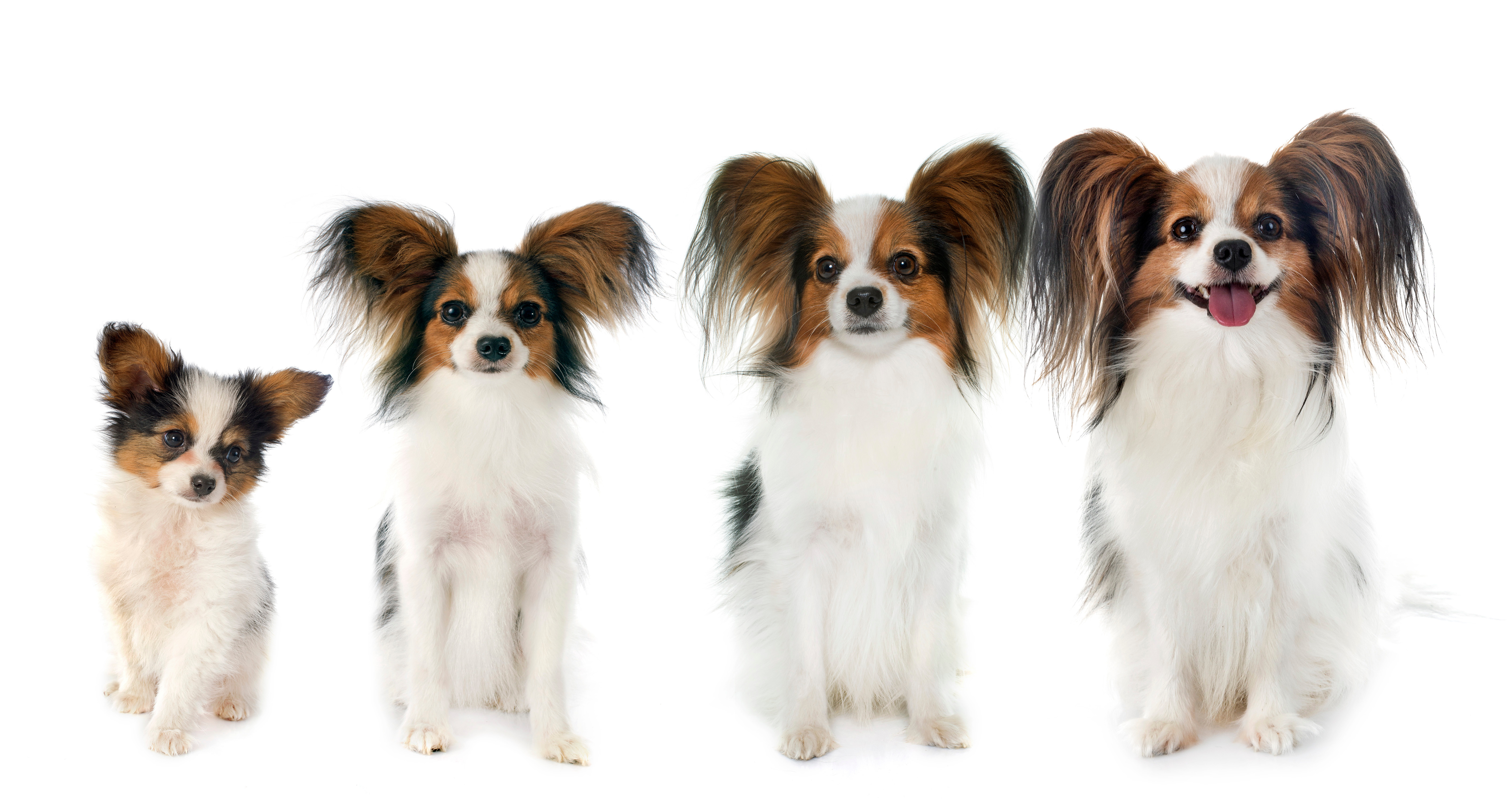 Odkryj psa rasy Papillon: powiew szyku na każdym kroku