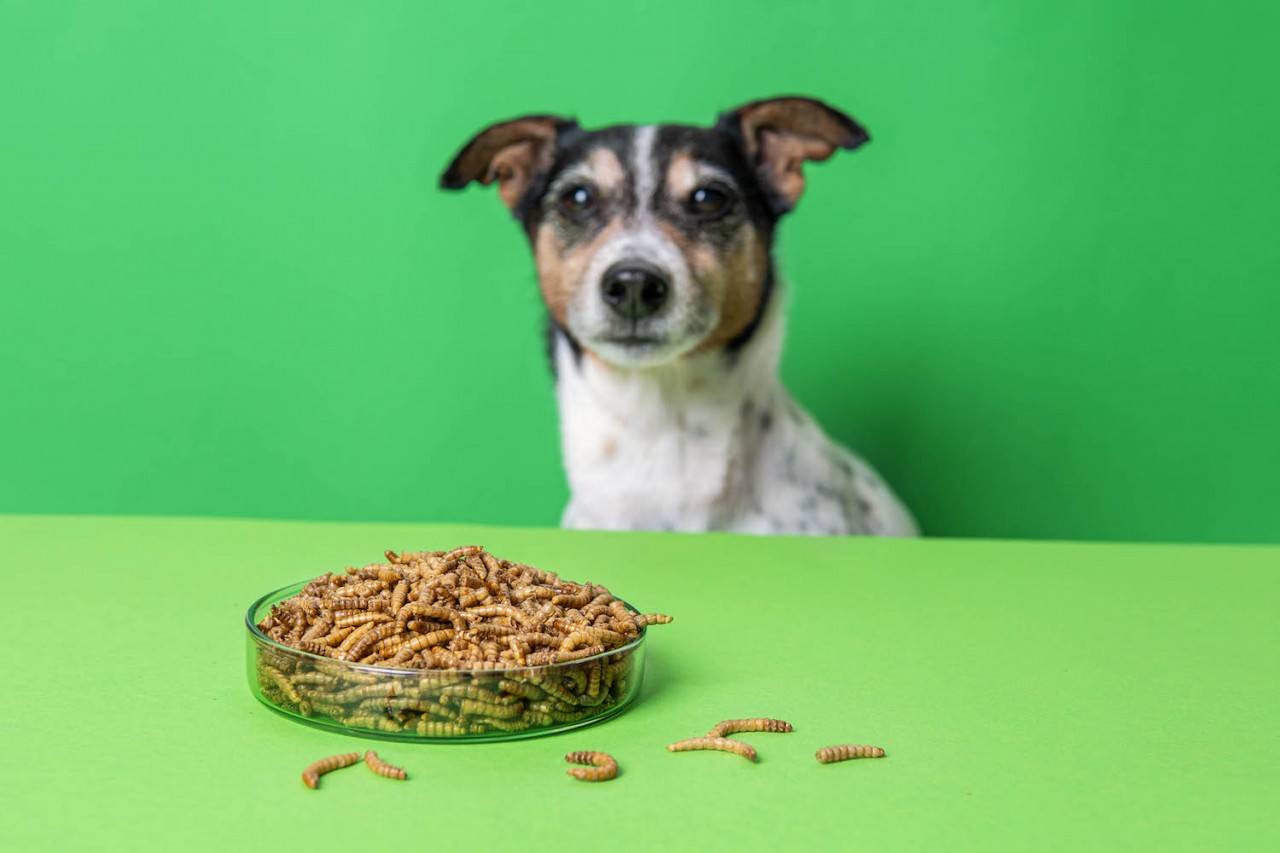 Owady w karmach dla  psów -  idealne rozwiązanie dla alergików