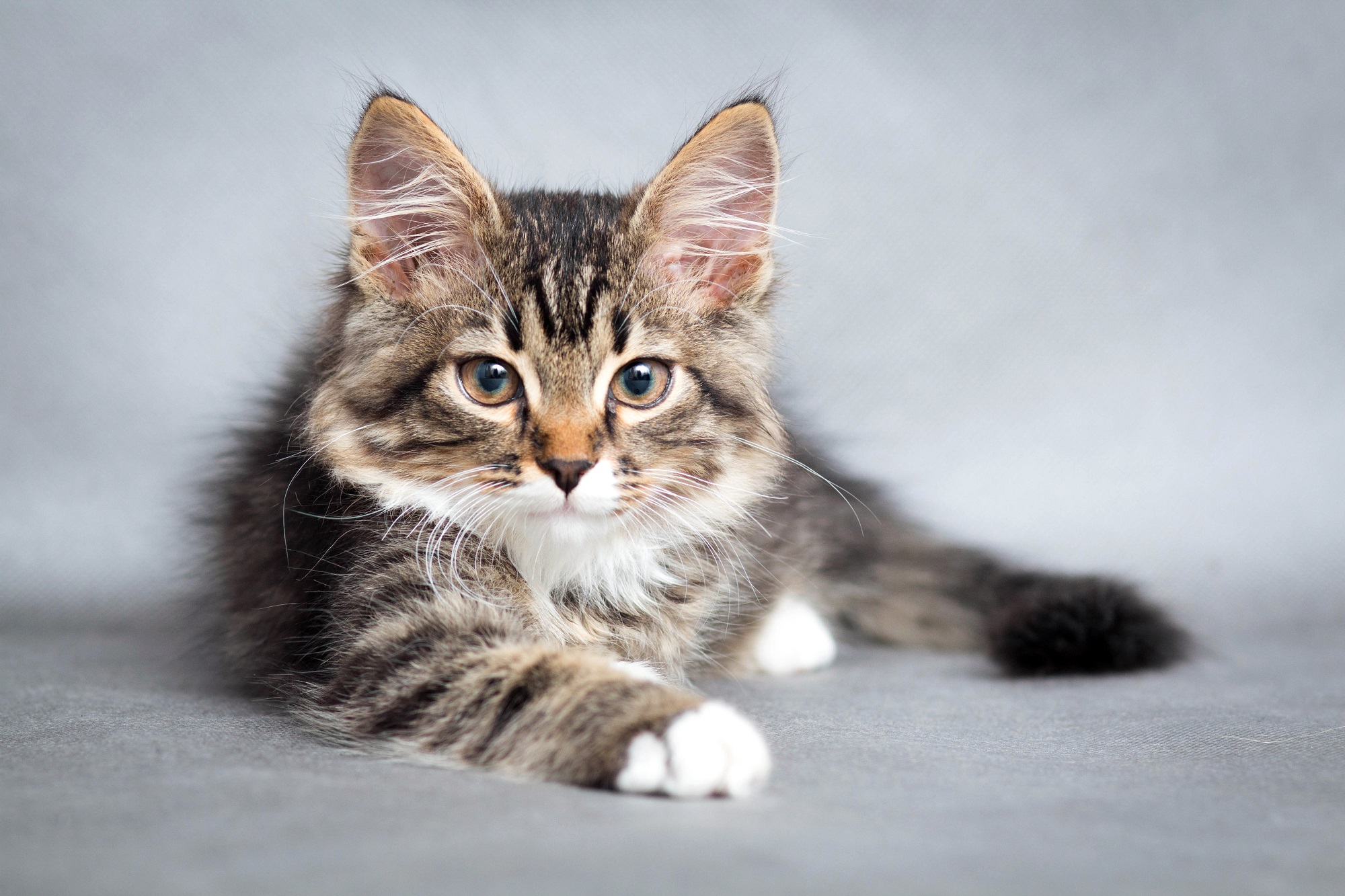 Tauryna dla kota – niezbędny składnik kociej diety