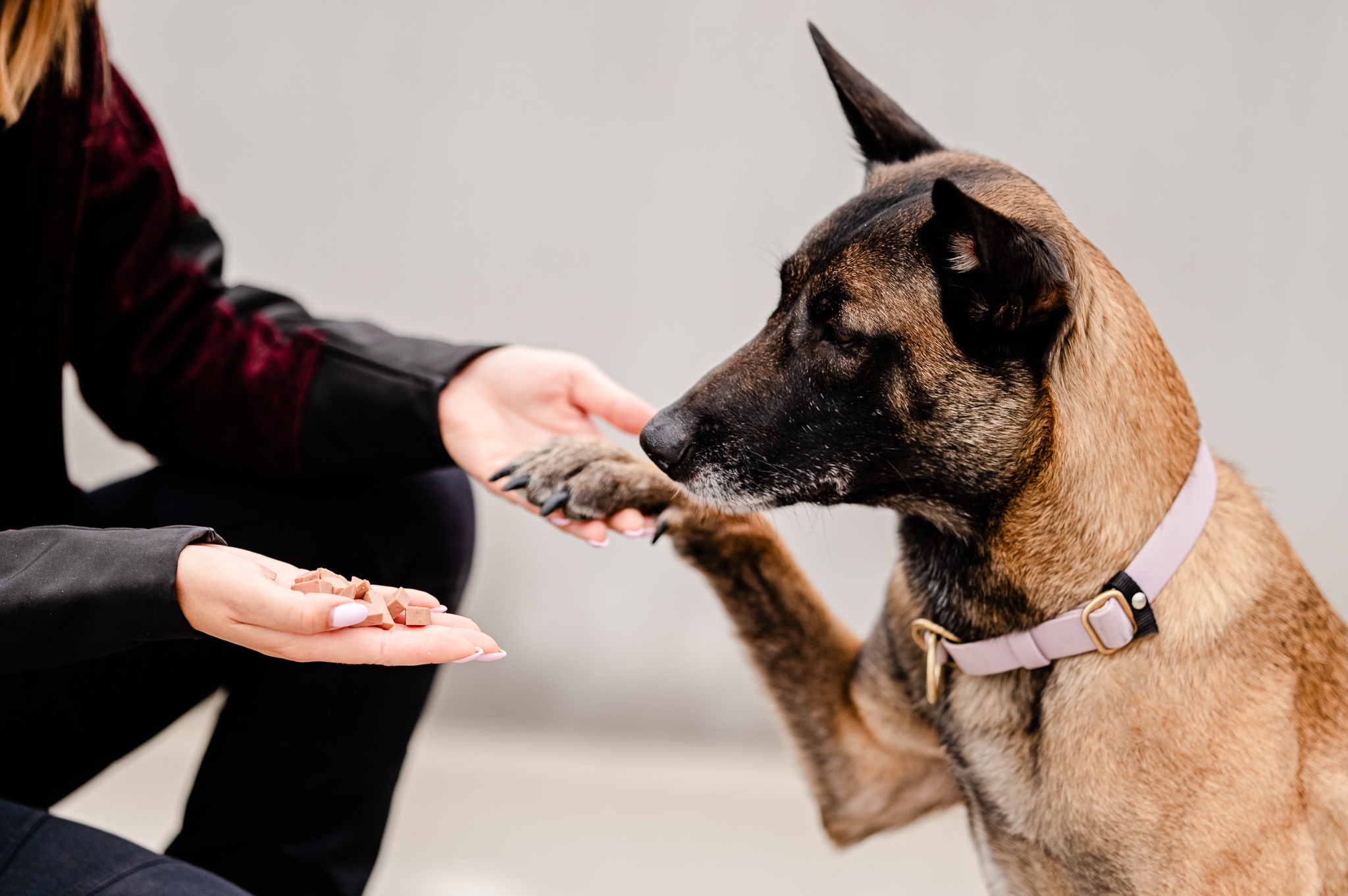 Najważniejsze komendy dla psa – praktyczny poradnik, który ułatwia codzienne życie