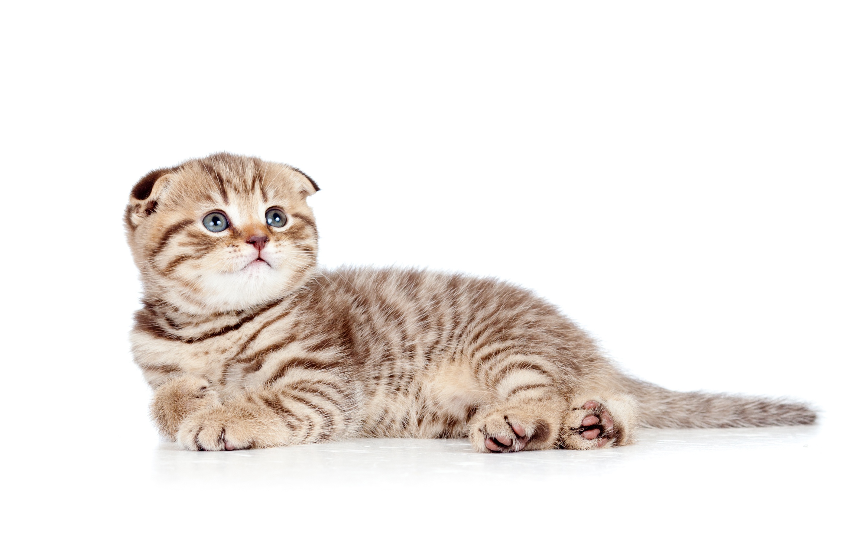 Kot szkocki zwisłouchy - czarujący wygląd i towarzyski charakter