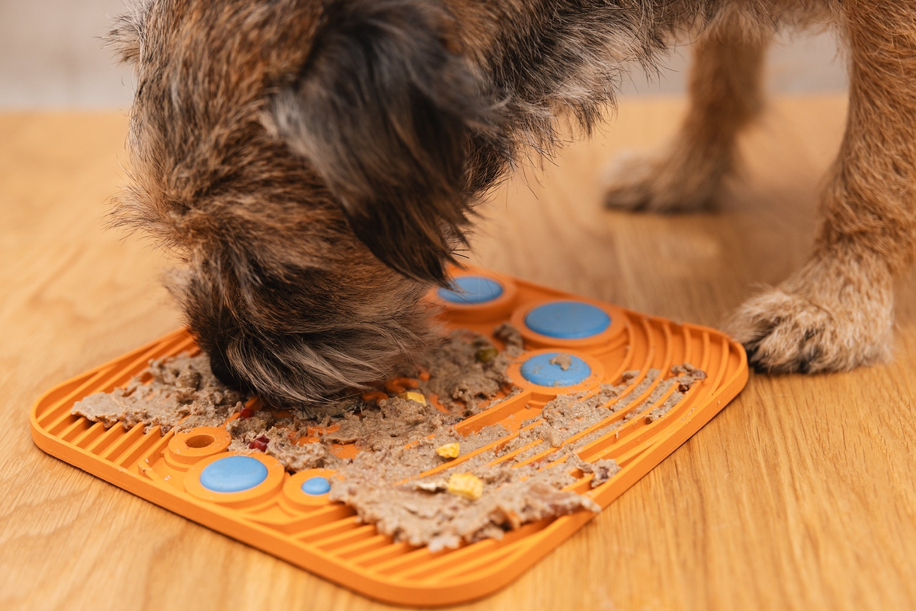 Mata do lizania dla psa – jak działa, kiedy warto ją stosować i dlaczego wspiera dobrostan czworonoga