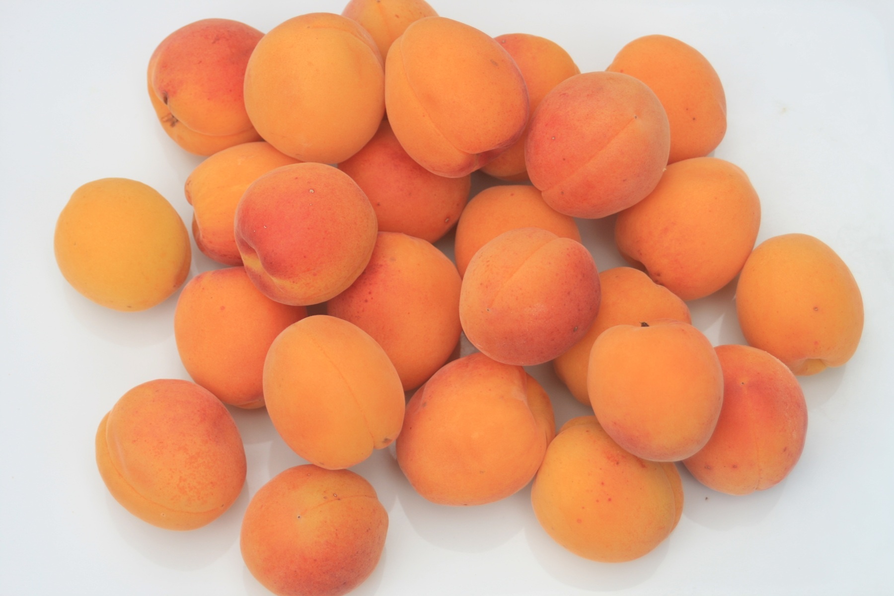 Czy pies może jeść morele? Sprawdź, czy są bezpieczne dla psa