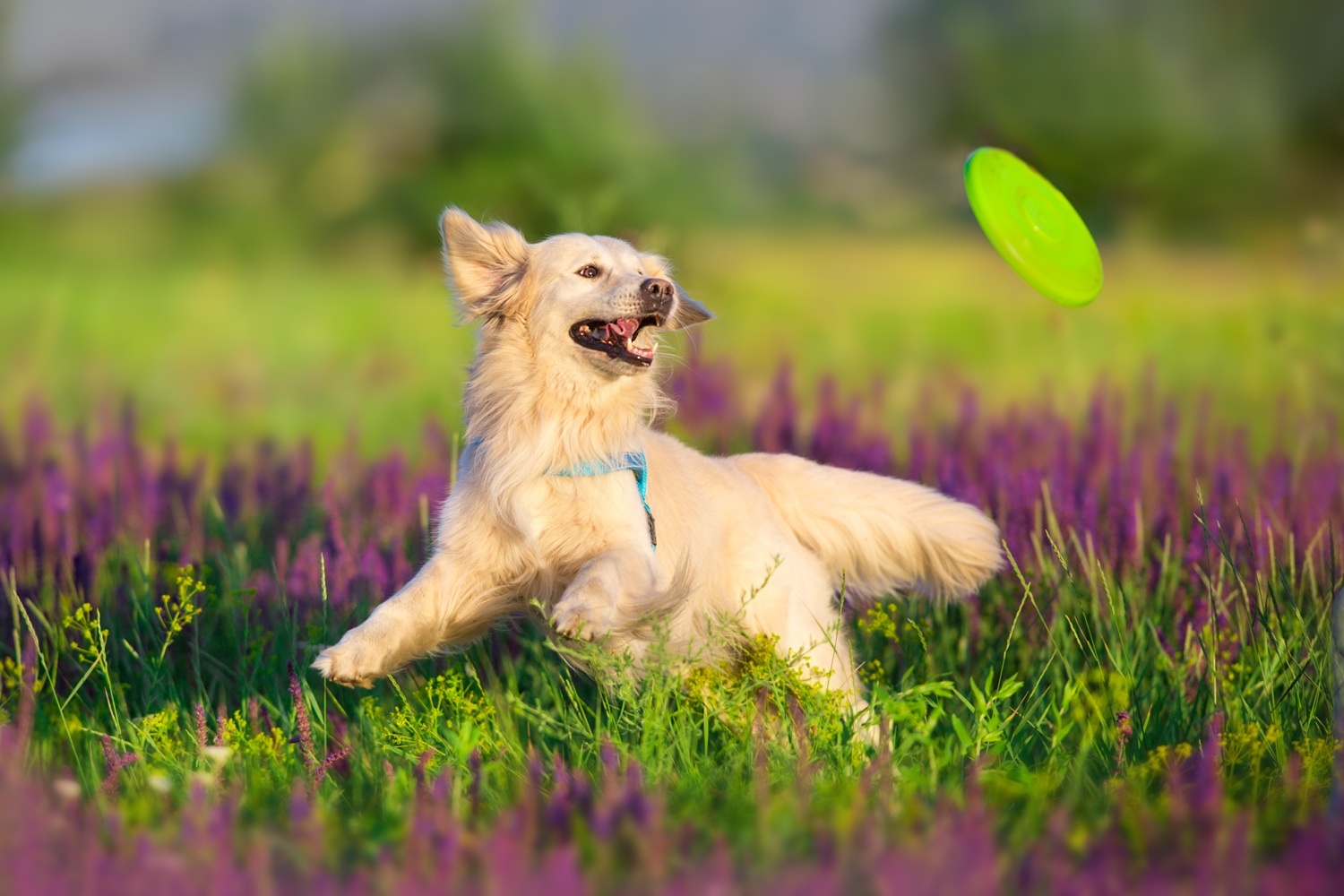 Jak nauczyć psa aportować?
