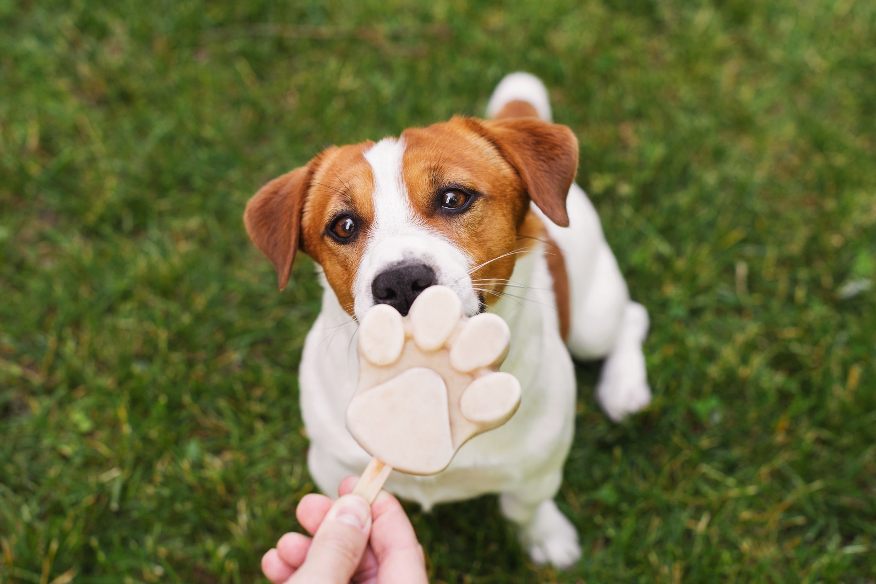 Czy pies może jeść lody? Sprawdź, które lody są bezpieczne