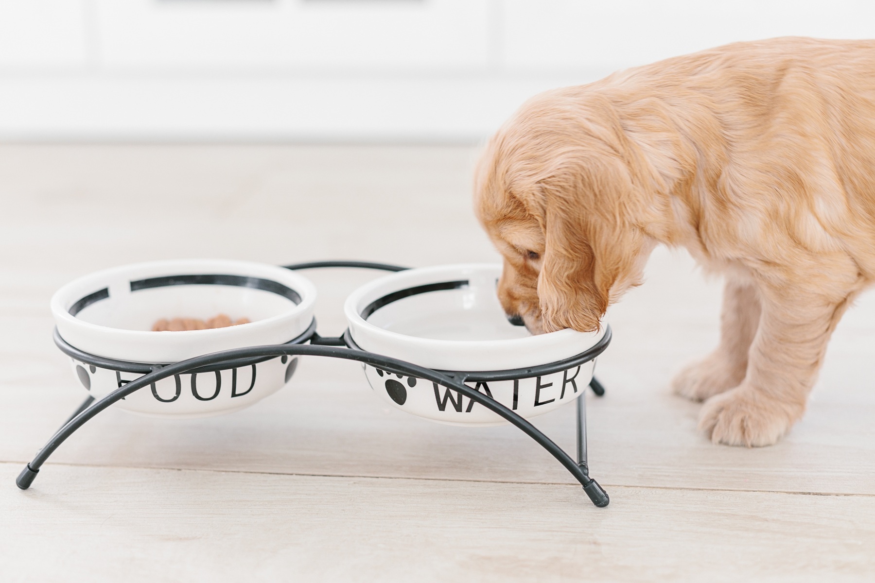 Ile wody powinien pić pies? Praktyczny poradnik