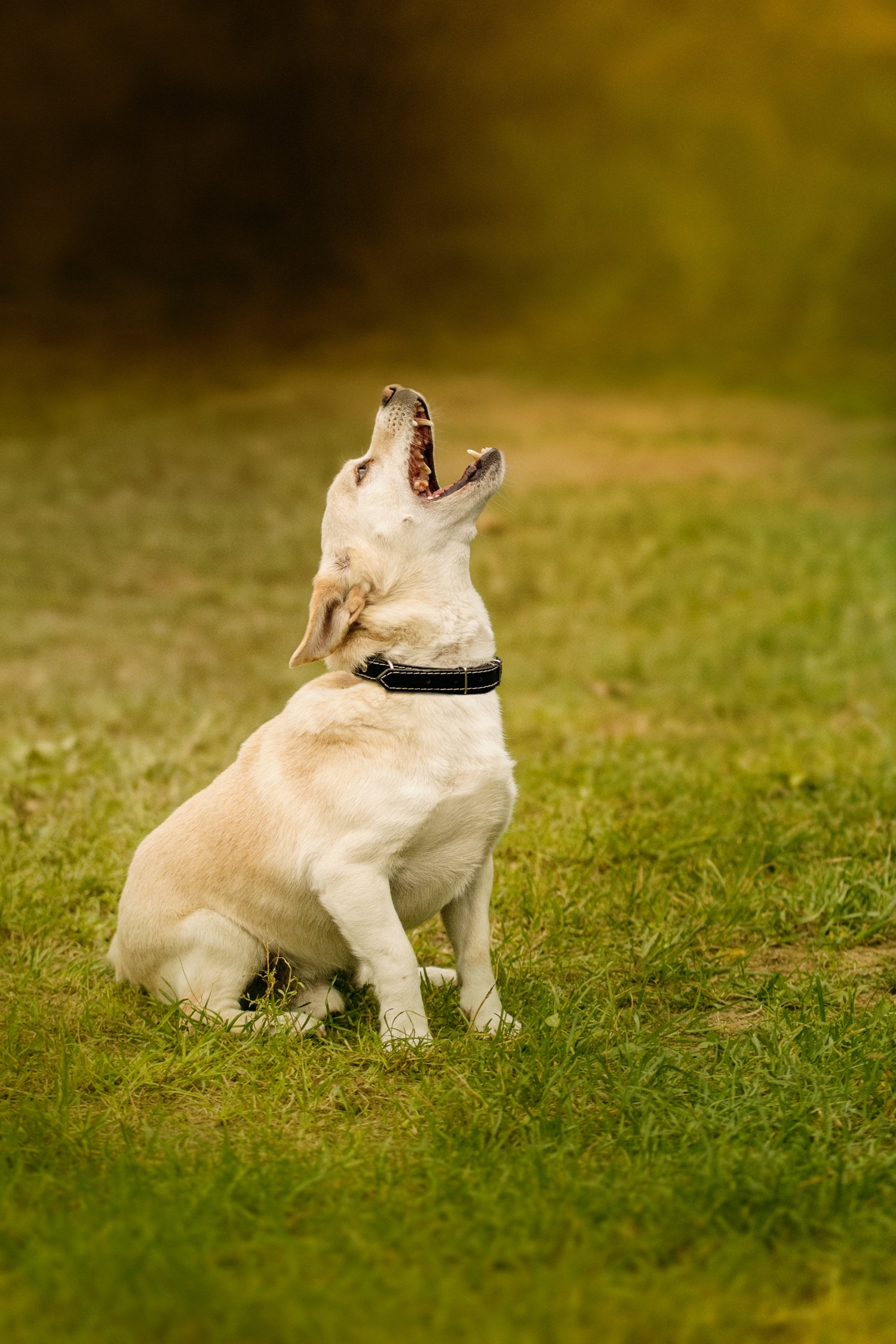 Jak oduczyć psa szczekać?