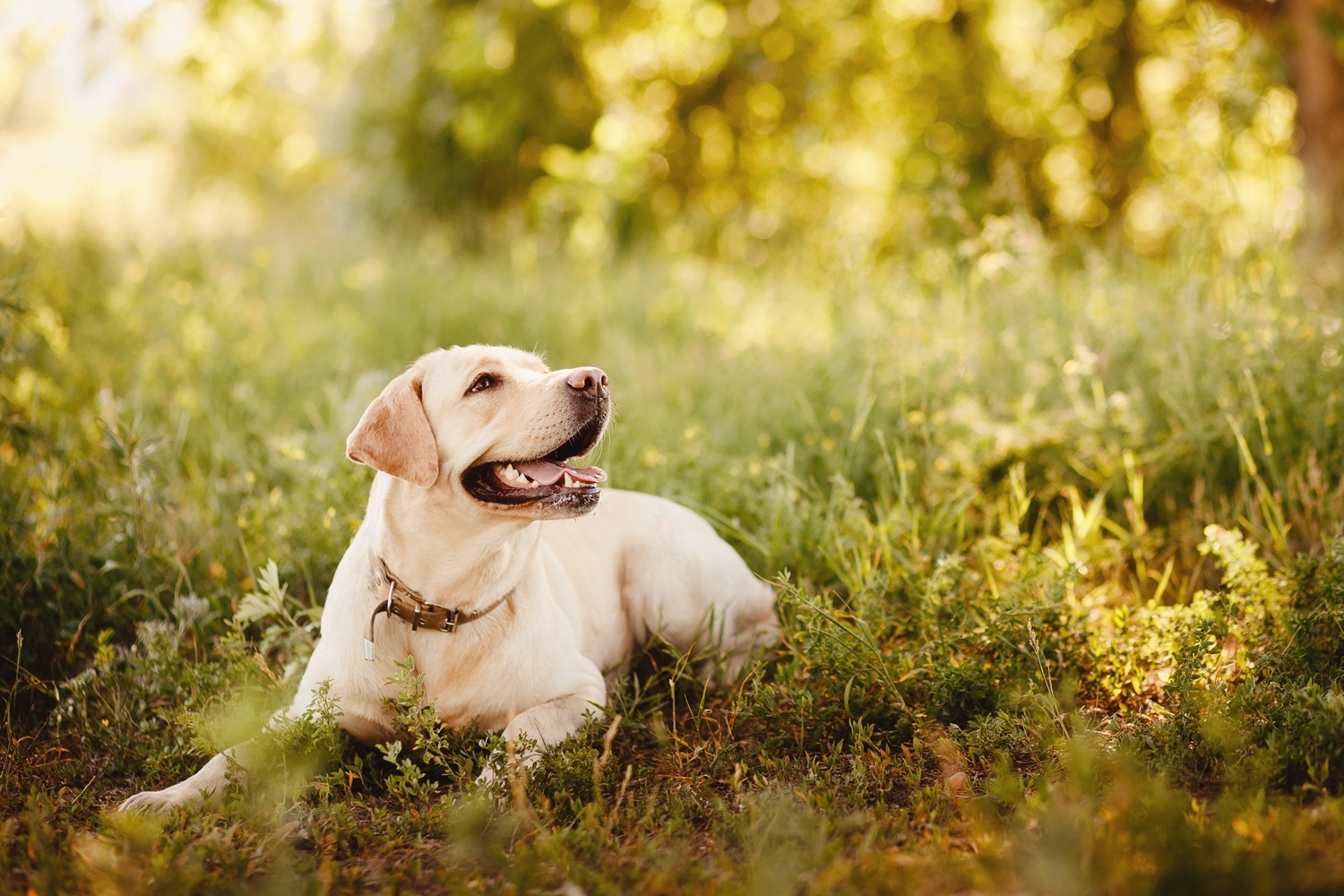 Jak nauczyć psa komendy „leżeć”?
