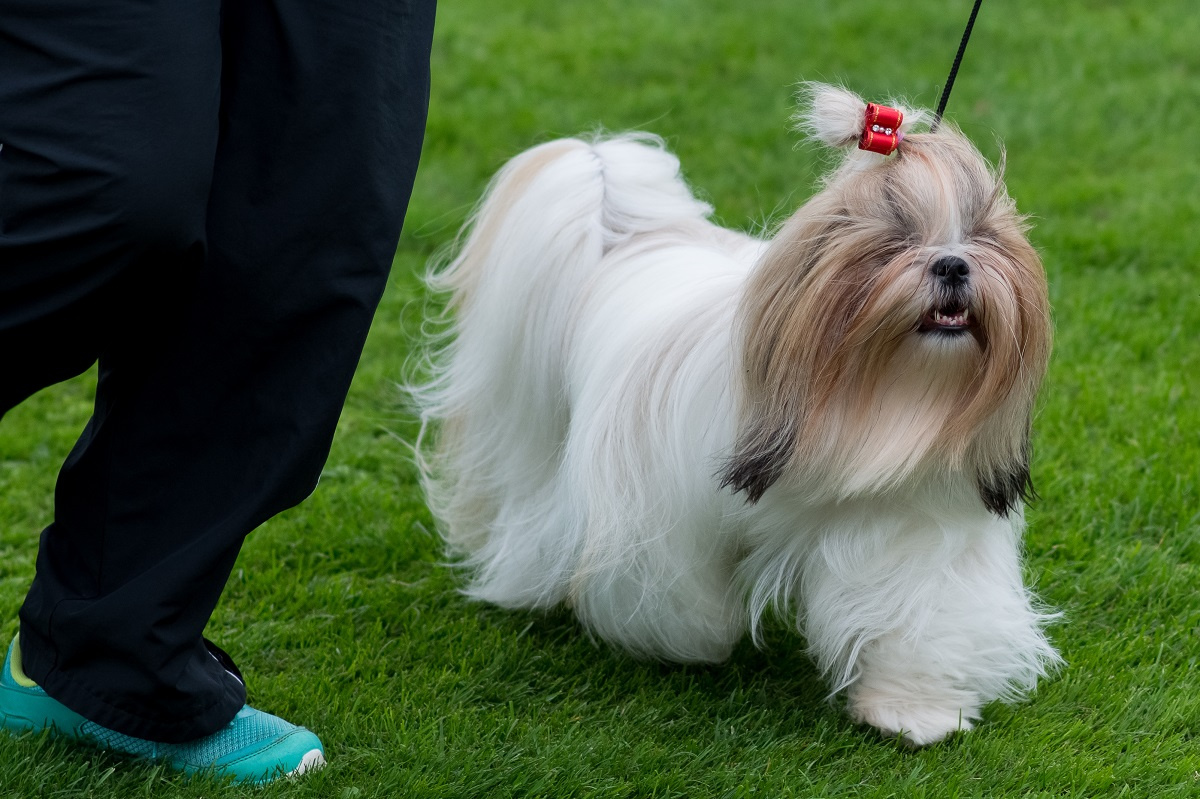 Sekrety szczęśliwego życia z shih tzu