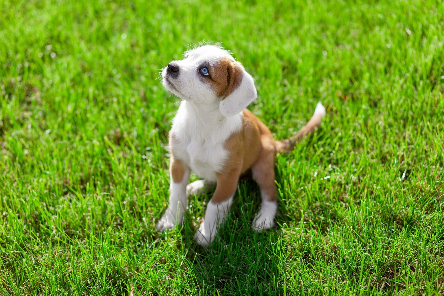 Jak nauczyć psa komendy siad?