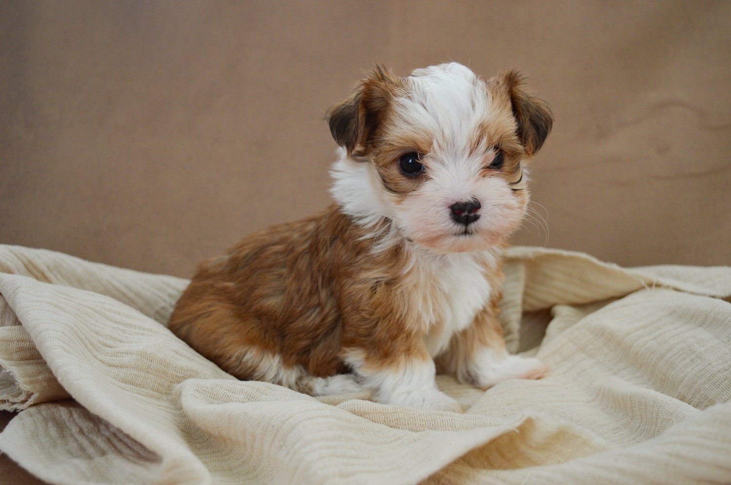 Jak nauczyć psa sikać na matę