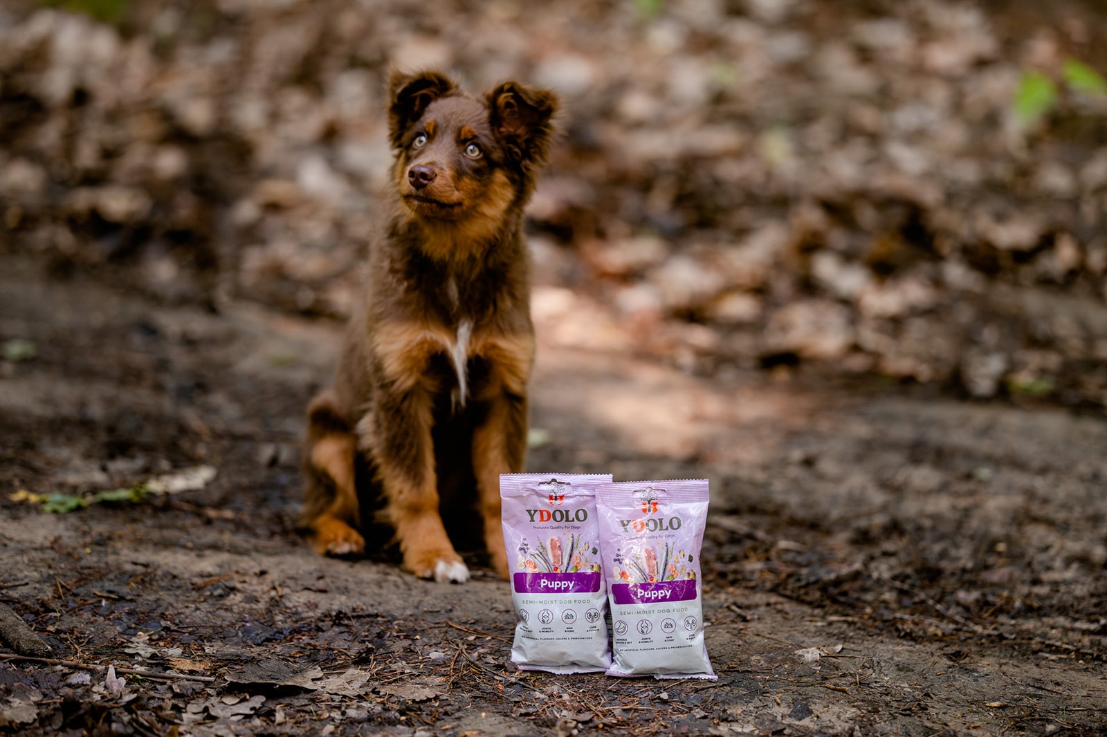 Jak nauczyć psa załatwiać się na dworze