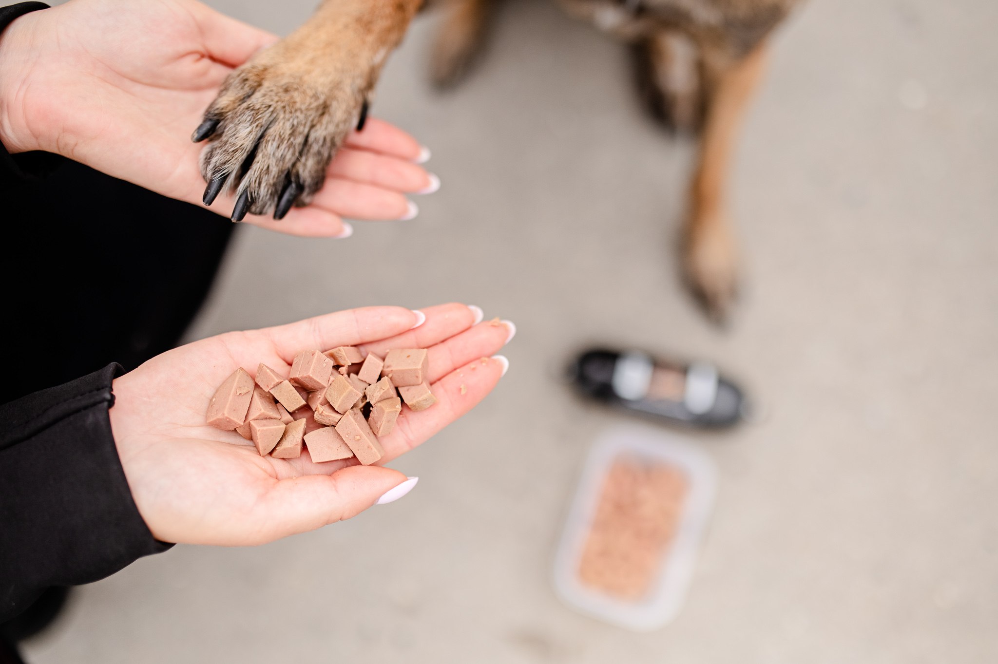 Pies uczy się komend